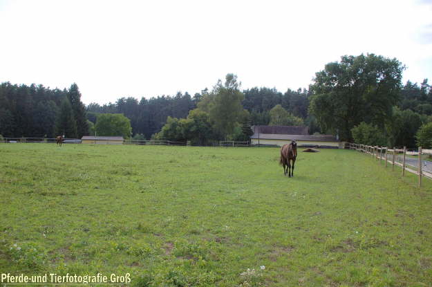 Bild Stall 1 - Koppel